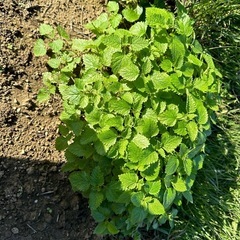 畑でエクサイズ🧑‍🌾畑サイズ🤗 - スポーツ