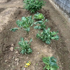 畑でエクサイズ🧑‍🌾畑サイズ🤗
