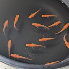 久万楊貴妃  一匹 100円
