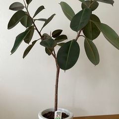 観葉植物 フィカスバーガンディ、ほか多数出品あり