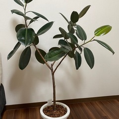 観葉植物 フィカスバーガンディ、ほか多数出品ありの画像