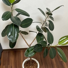 観葉植物 フィカスバーガンディ、ほか多数出品ありの画像