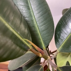 観葉植物 フィカスバーガンディ、ほか多数出品ありの画像