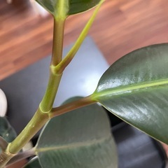 観葉植物 フィカスバーガンディ、ほか多数出品ありの画像