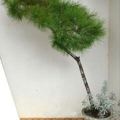 【💖Thankyou💖】松1M60CM/モクビャッコウ/植物
