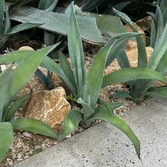 植物、アガベ、リュウゼツラン