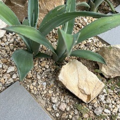 植物、アガベ、リュウゼツランの画像