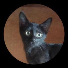 ずっとの家族を待っております！トライアル中❗🐱