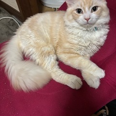 今すごく暇な人𐤔𐤔𐤔