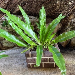 観葉植物　オオタニワタリ
