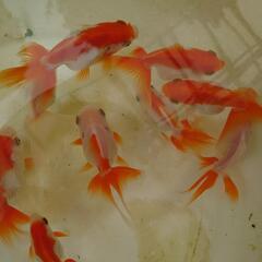 バルーンオランダ更紗金魚