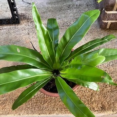 観葉植物　オオタニワタリ
