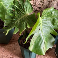 終了しました。観葉植物　モンステラ