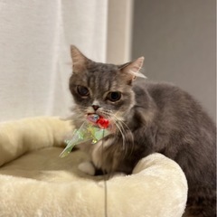 ミヌエット1歳