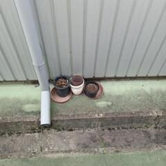 鉢植え