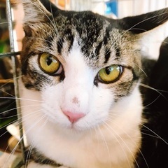 10月20日(日)すみれペットクリニック様にて『立川地域猫の会』...
