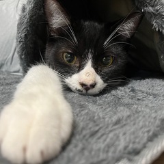 甘えん坊でお喋りなチェルくん✨ - 川崎市