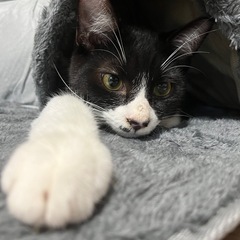 甘えん坊でお喋りなチェルくん✨ - 猫