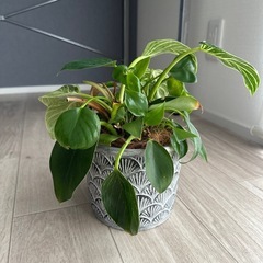 観葉植物
