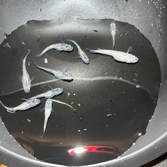 紅白ラメ　二色三色　メダカの画像