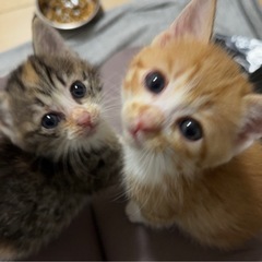 1か月半くらいの仔猫(チャ白オスミケメス)達の里親さん募集