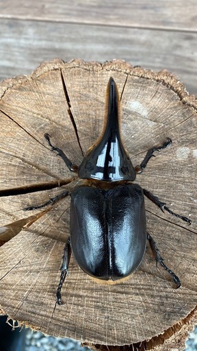 サタンオオカブト♂単101ミリ
