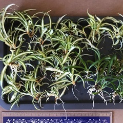 オリヅルランの画像