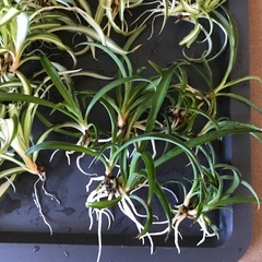 オリヅルランの画像