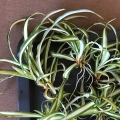 オリヅルランの画像