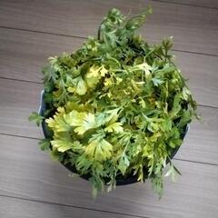 キアゲハ幼虫エサのパセリ