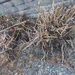 庭木 枝木 枯木 植木（伐採済み）の画像