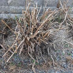 庭木 枝木 枯木 植木（伐採済み）の画像