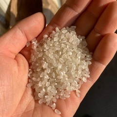 令和6年度産 コシヒカリ 30kg の画像