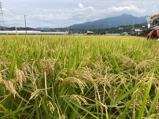 令和6年度産 コシヒカリ 30kg 