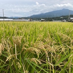 令和6年度産 コシヒカリ 30kg の画像