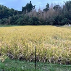令和6年産　30キロ玄米　ヒノヒカリ