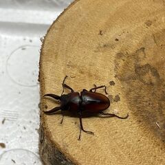 【新成虫】レニノコギリクワガタ　♂２頭 の画像