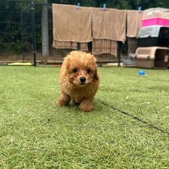 【飼い主様決まりました】トイプードルの男の子🧡
