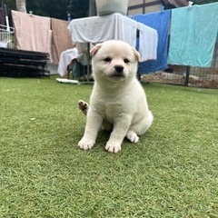 【飼い主様決まりました】柴犬の女の子🤍