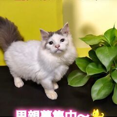 里親募集中！生後4ヵ月ラガマフィン♂(⋈◍＞◡＜◍)。✧♡