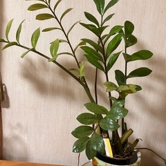 観葉植物　ザミオクルカス