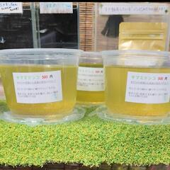 タマミジンコ　５００円　無人販売所　Googleマップ掲載