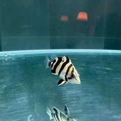 ダトニオプラスワン スマトラタイガーの画像