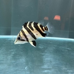 ダトニオプラスワン スマトラタイガー