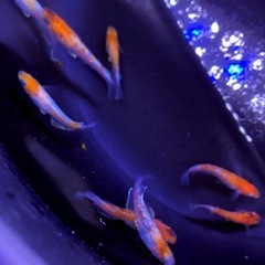 三色💐体外光ラメ魚めだかメス⒌オス⒊計８.匹 】