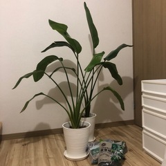 【お譲り先決まりました】オーガスタ2鉢と土セット