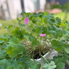 カタバミ　1鉢