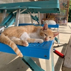 7／4日生まれのオスの茶白の子猫の里親様募集
