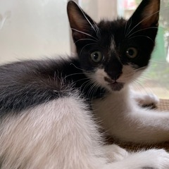 7／4生まれの黒白模様のオスの子猫です。