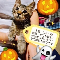 10月20日(日)すみれペットクリニック様にて『立川地域猫の会』...